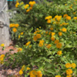 Meet your Posher, Genesis